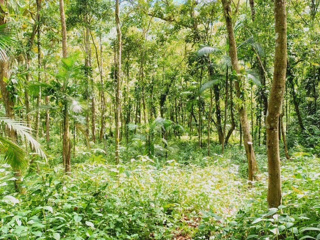 Área para Venda em Ubatuba - 5